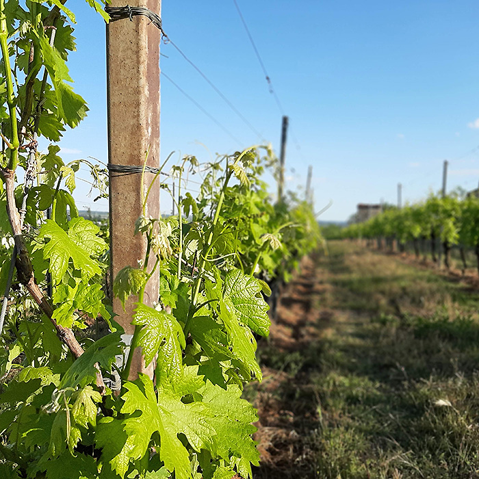 colline di Soave