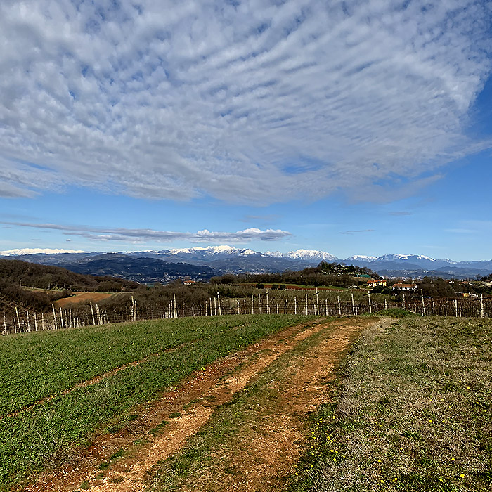 colline di Soave