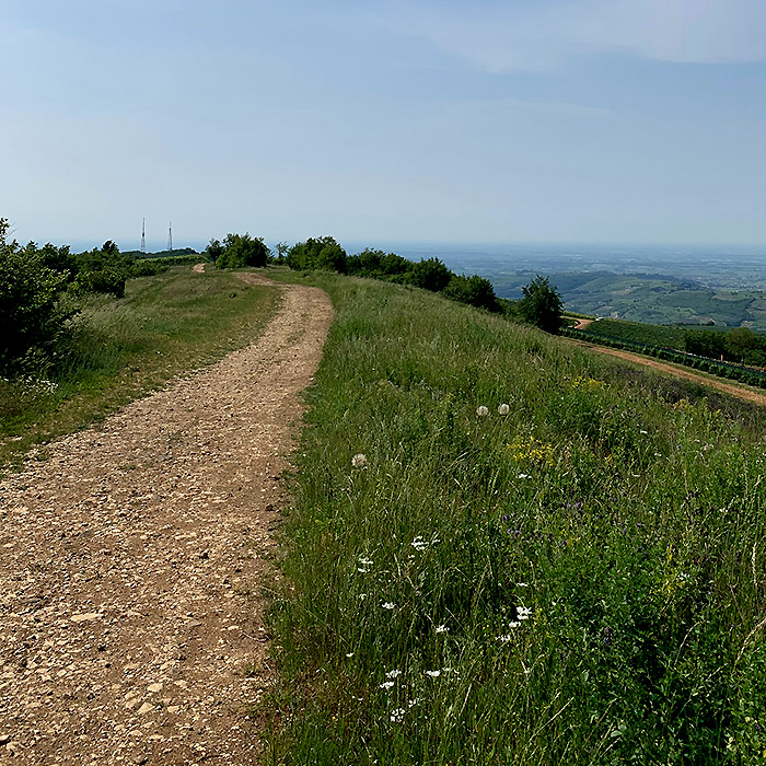 colline di Soave