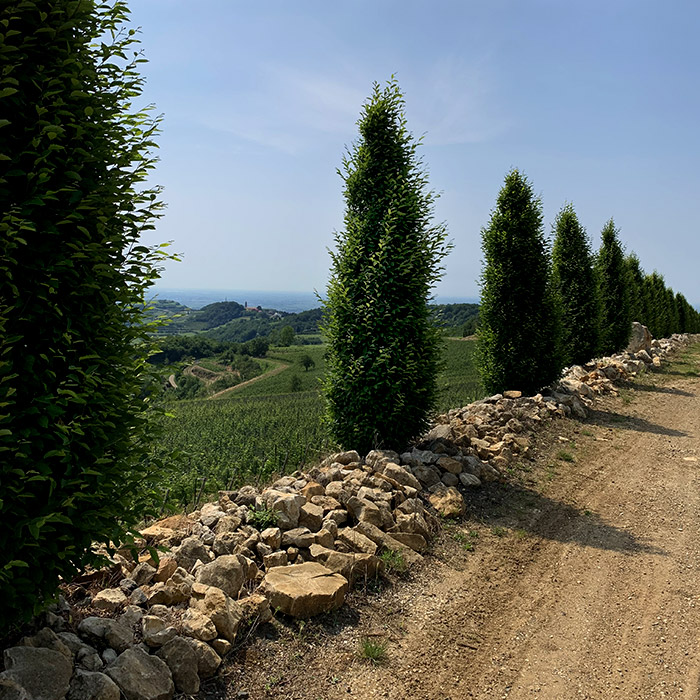 colline di Soave